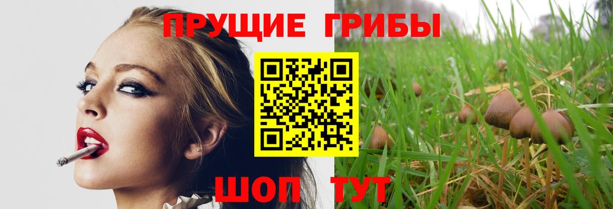 Аксай  Галлюциногенные грибы Psilocybine cubensis  Вход с VPN 